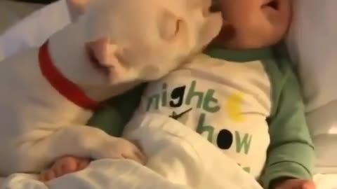 Dog playing with a beautiful kid.