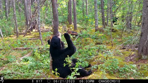 Black Bear And Her Cubs Scent Marking