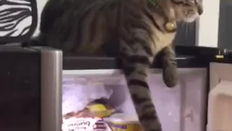 cat wants the fridge door opened