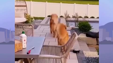 Funny Dog Videos