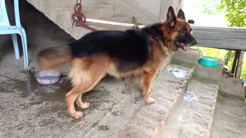 German Shepherd barking