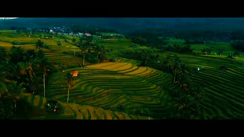 BEAUTIFUL VIEW OF THE RICE FIELDS || BALI || INDONESIA