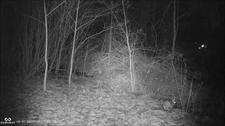 Backyard Trail Cam - Rabbit