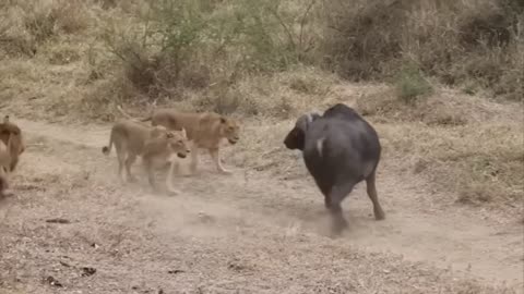 Lion vs Buffalo fight to Death | Wild Animals