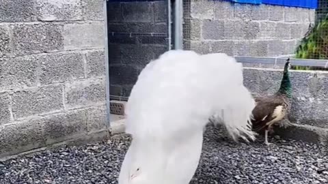 peacock feather, peacock displaying this tail