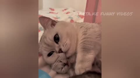 FUNNY CAT 😸😸😸 VIDEOS 😂😂🤣2024......WATCH NOW