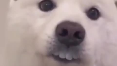 Dog wearing fake teeths😆