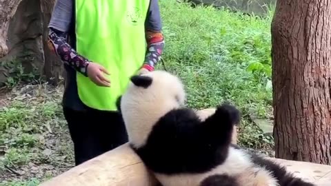 Cute pandas