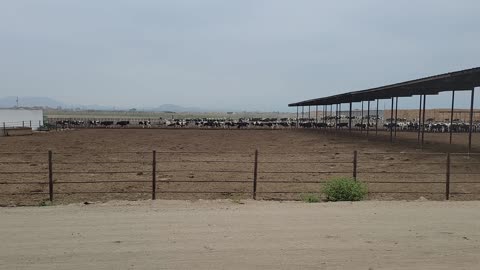 cows walking