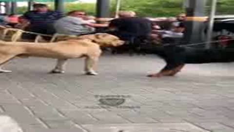 Dog fighting