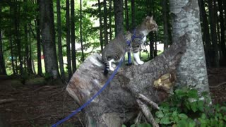 Agile Kitten Climbs on a Log