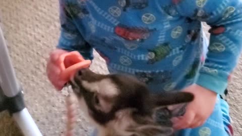 Baby Gives a Binki to Baby Goat Millie