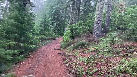 Oregon – Mount Hood National Forest – Enjoying the Quiet Peacefulness of the Forest – 4K