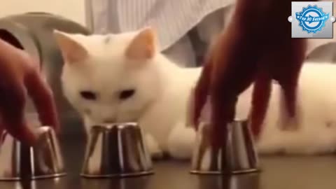 World's Smartest Cat - Hilarious Cat Video