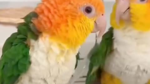 Funny Talking Parrots