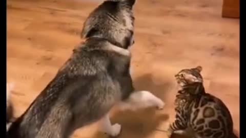 cute cat dog fight 2021 #shorts