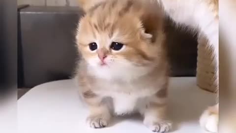 Adorable Fluffballs: A Compilation of the Cutest Kittens Ever!"