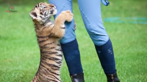 This puppy was in For A Surprise When This Tiger Cub Came Up TO HIM - BBC88 NEWS