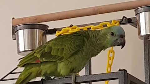 Amazon parrot won't stop yawning