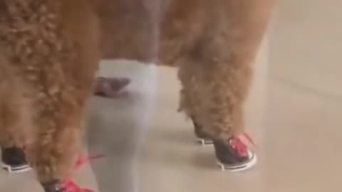 Animals wearing slippers