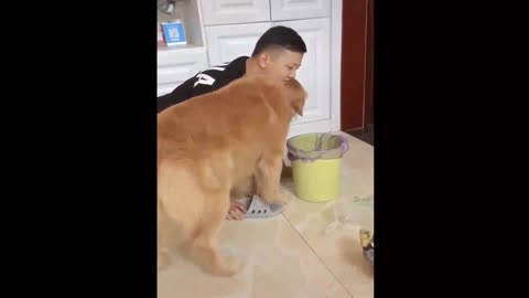 dog sympathizes with its owner