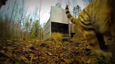 Extremely Rare - Four Siberian Tigers Released Into The Wild