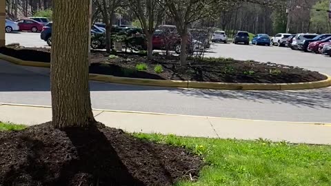 Beautiful tree with cars driving by.