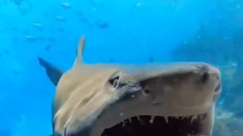 Shark 🦈 Attack Video Rumble App