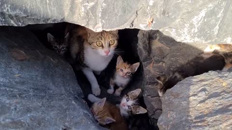 Poor mother cat hiding in the cliffs to protect her Kittens.