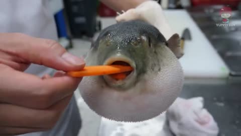 Puffer fish eats carrots