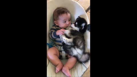 Adorable Baby Cuddles With Husky Puppy in Rocker