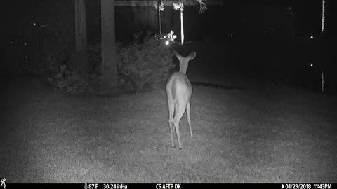 Deer checking out gator