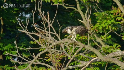 Osprey Chicks Learn to Fly