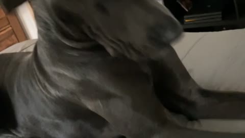 Sock Loving Dog Gets a Smelly Shock