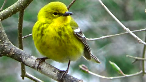 Pine Warbler