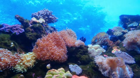 Marine Life Of Fishes And Corals Underwater