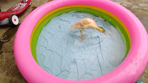 Baby ducking enjoying first time water