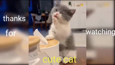 Cute cat