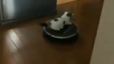 kitten riding a vacuum cleaner