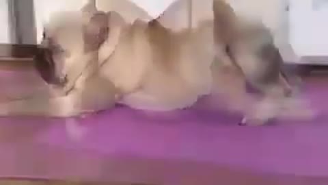 Funny Pug Doing Yoga Training With Its Owner Cute Dog Video For Yoga Instructor