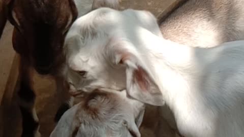 My goats daughter and son