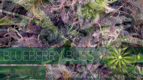 Vision Seeds - Cannabis Strain Series - STRAIN TV