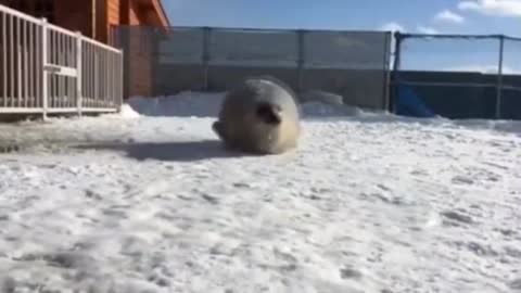 Sea Doggo