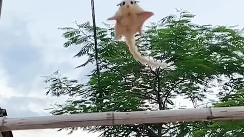 Flying squirrel, a sweet sugar glider that lands in your hand.