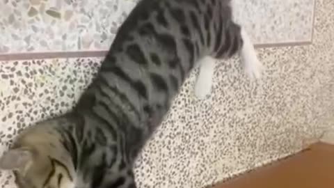 "Clumsy Cat Fails Hilariously at Jumping"