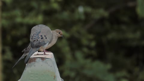 Breeding pet birds