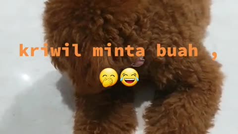 Dog kriwil minta buah