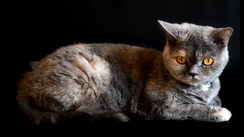 Big eyed beautiful pet cat