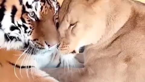 Cute little tiger caps bangles