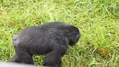 Ngambe island Chimpanzee sanctuary - rain dance